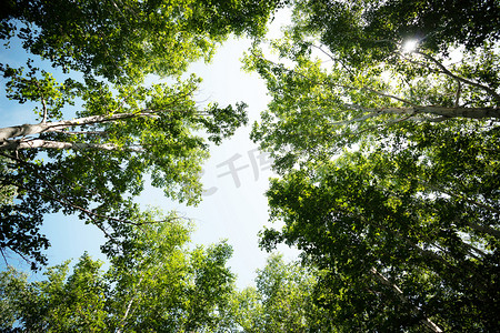 森林摄影照片_树林白天白桦林森林仰拍摄影图配图