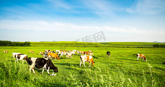 户外徒步海报摄影照片_景色白天室韦草原牛群户外动物摄影图配图