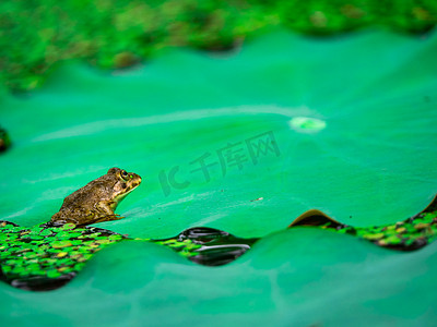 荷叶上的青蛙夏天青蛙池塘里跳上荷叶摄影图配图