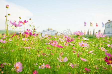 花卉白天格桑花草原花海蓝天摄影图配图