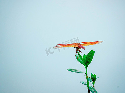 草尖上的红蜻蜓夏天蜻蜓河面上飞摄影图配图