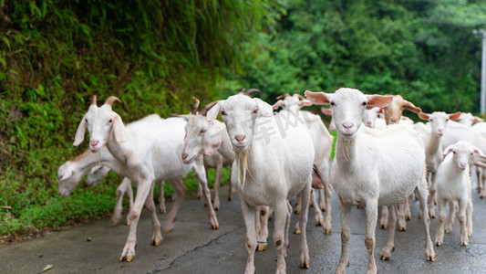 小动物底纹矢量摄影照片_山上的羊群夏天山羊乡村畜牧业摄影图配图