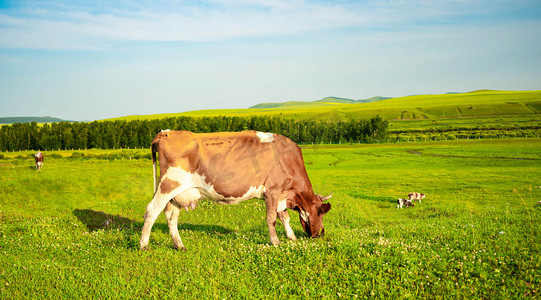湿地科普中心摄影照片_牛白天室韦草原户外牛吃草摄影图配图
