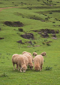 羊群中午绵羊草原摄影摄影图配图