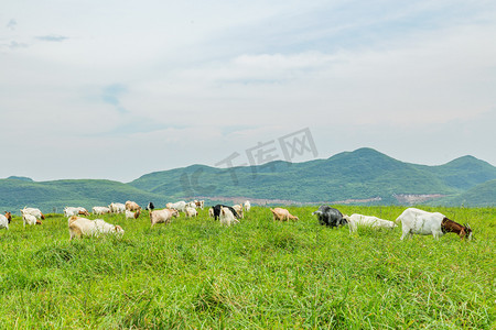 山羊中午动物草原摄影摄影图配图