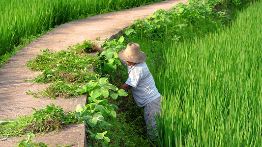农民劳动节摄影照片_夏季田间忙碌除草的农民伯伯干农活