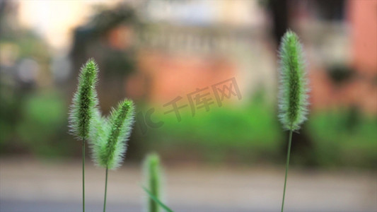 自然风景芦苇草狗尾巴草夏季夏日夏天风景自然风景唯美意境空境