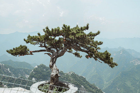 自然风景白天华山松树白天晴天群山背景摄影图配图