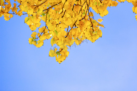 黄叶秋天树叶秋分秋景摄影图配图