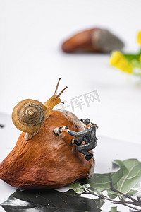 蜗牛原液摄影照片_一只攀爬上果壳顶部的蜗牛与勘探工人摄影图配图
