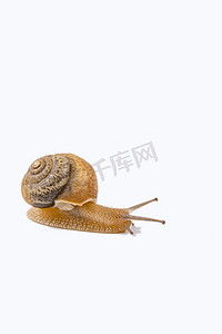 微距软体动物一只努力爬行的蜗牛摄影图配图