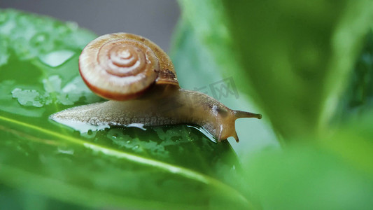 风雨蜗牛摄影照片_绿色树叶上爬行的蜗牛夏季夏日夏天风景自然风景意境空境