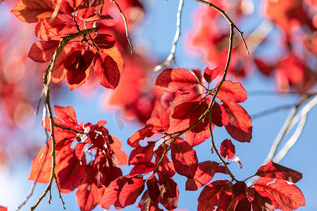 红叶秋天树叶秋秋分摄影图配图