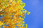 秋天秋分树叶黄叶秋摄影图配图