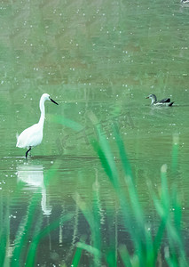 白鹭摄影照片_白鹭和小鸭夏天中午白鹭河塘站立摄影图配图