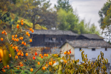 秋季旅游白天柿子山区飘动摄影图配图