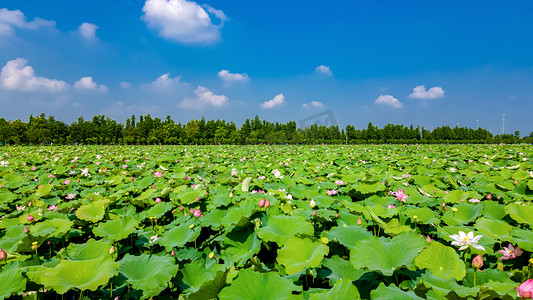 古典中国风花边框摄影照片_荷花夏天荷塘公园赏花摄影图配图