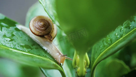 风雨蜗牛摄影照片_绿色树叶上爬行的蜗牛夏季夏日夏天风景自然风景意境空境