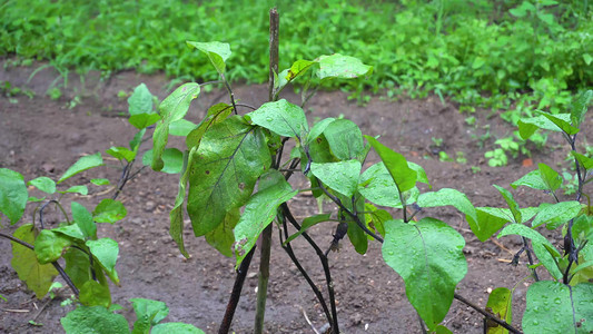 暴雨摄影照片_夏季板栗树木蔬菜下雨雨滴大雨