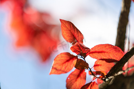 红叶秋天树叶深秋秋摄影图配图