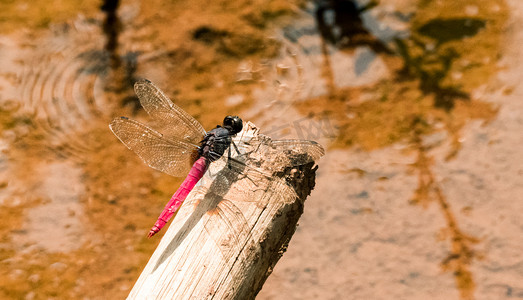 竹杆摄影照片_红蜻蜓夏季中午蜻蜓田间伫立摄影图配图