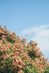 栾树摄影照片_植物秋天白天栾树果实蓝天茂盛摄影图配图