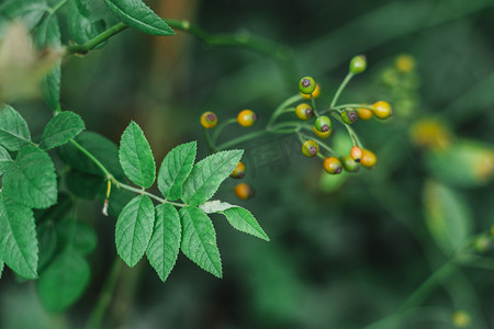 植物白天叶子果实室外绿色摄影图配图