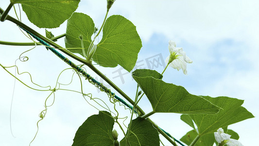 夏天蓝天下的藤蔓植物夏季夏日夏天风景自然风景意境空境