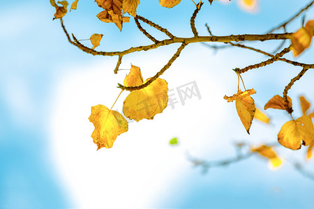 黄叶秋天树叶深秋秋色摄影图配图