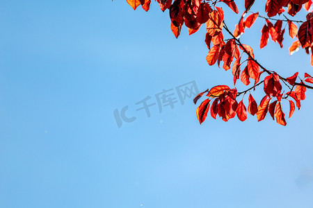 摄影秋树摄影照片_红叶秋天树叶秋分秋色摄影图配图