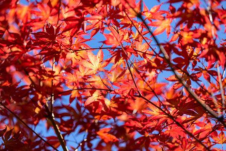 枫叶秋天秋季秋色树叶摄影图配图