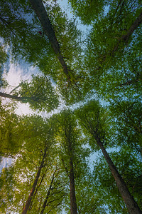 树林公园摄影照片_自然下午树林公园丛林摄影图配图