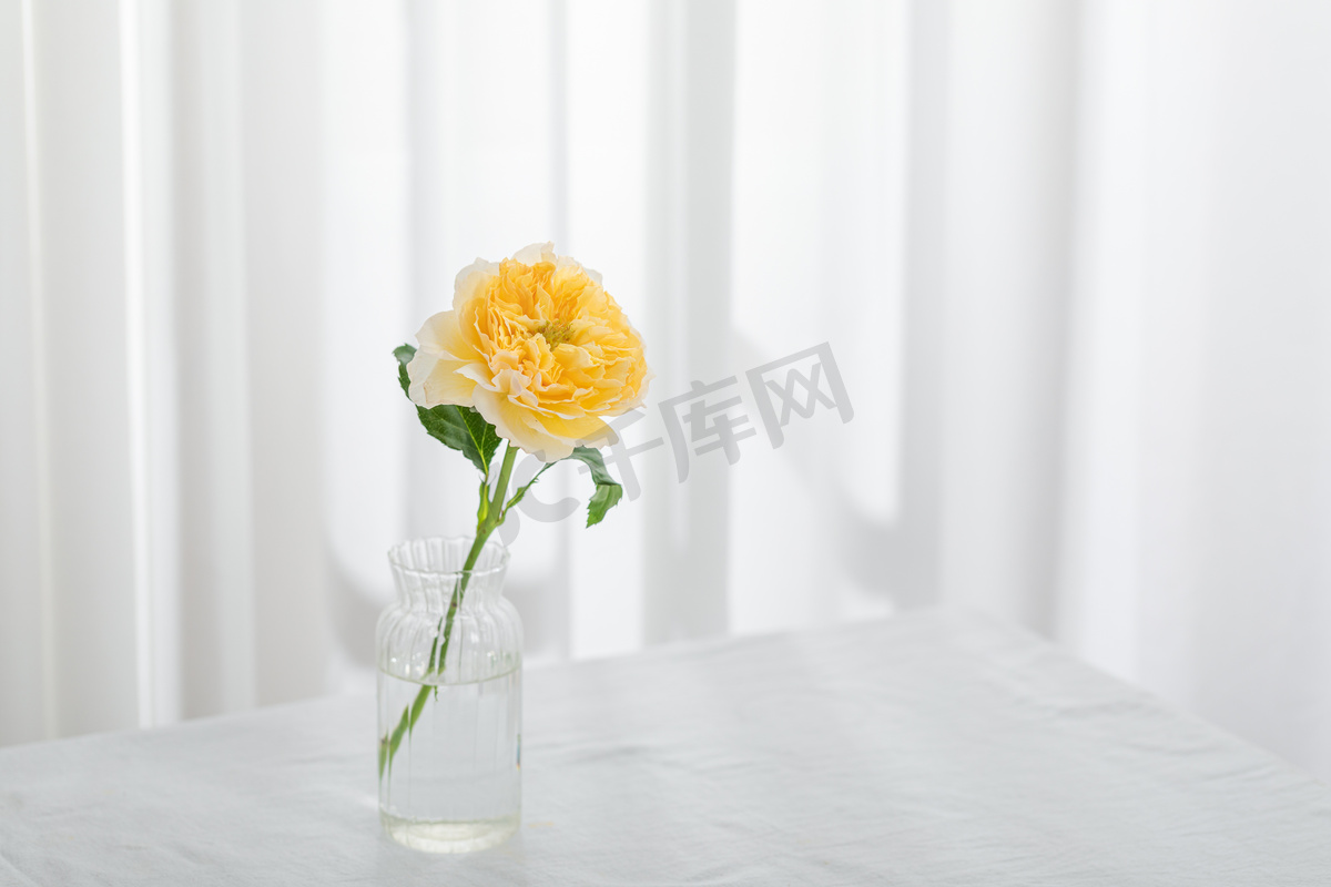 花白天一枝黄玫瑰室内桌上插瓶摄影图配图高清摄影大图 千库网