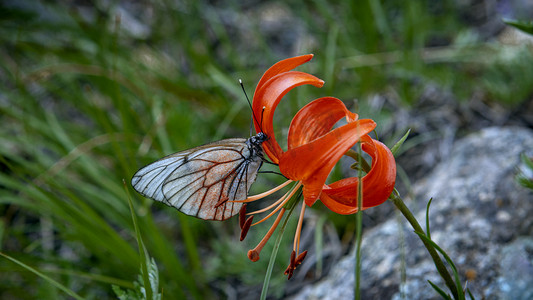 旅游美景摄影照片_山丹花蝴蝶上午花朵夏季素材摄影图配图