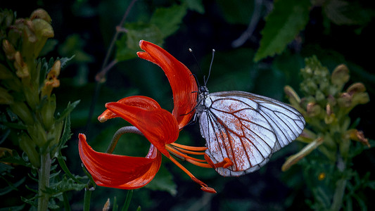 花朵蝴蝶上午花朵蝴蝶夏季素材摄影图配图