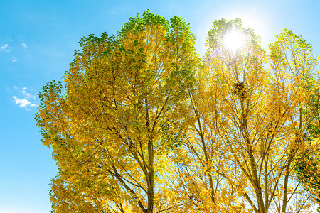秋天秋季树叶黄叶深秋摄影图配图