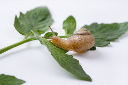 树叶创意摄影照片_饥饿的蜗牛啃食新鲜树叶摄影图配图