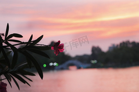 夕阳下的花朵夕阳花朵公园夕阳西下摄影图配图