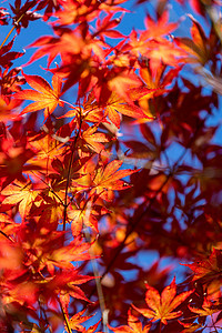 枫叶秋季秋分树叶秋色摄影图配图