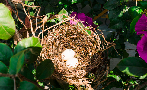 阳光下的小鸟窝夏季鸟窝室外静止摄影图配图