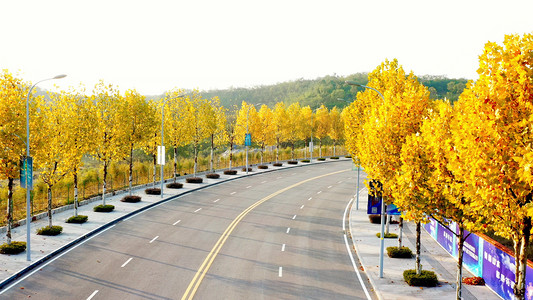 公路两边金黄的枫叶秋天自然风景