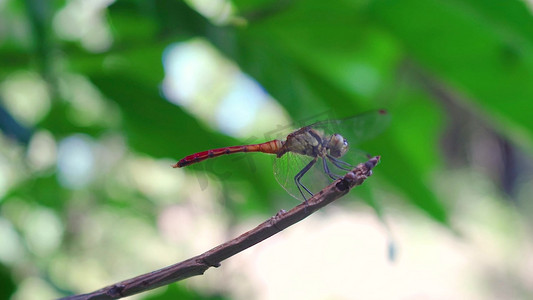 实拍唯美夏日树枝停留的红蜻蜓