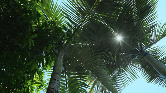 海南金沙摄影照片_阳光穿过椰子树树叶自然唯美风景