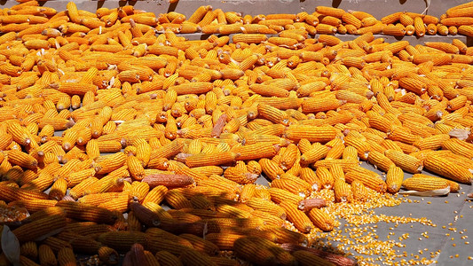  晒秋实拍夏季丰收晾晒的玉米丰收季
