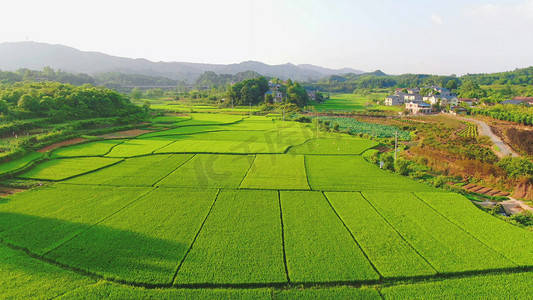 航拍美丽乡村农业稻田绿油油的禾苗