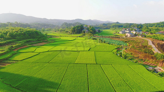 美丽乡村农业稻田绿油油的禾苗