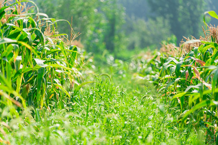 玉米地白天绿植户外农田摄影图配图