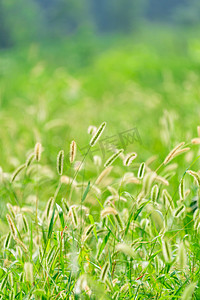 夏季植物叶子摄影照片_夏季早上狗尾巴草户外野草摄影图配图