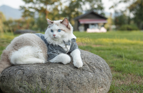石头上休息的猫下午猫咪公园无摄影图配图