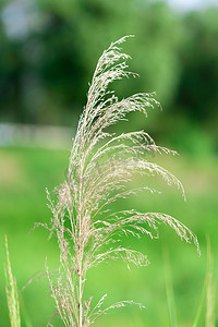 植物白天芦苇室外草摄影图配图